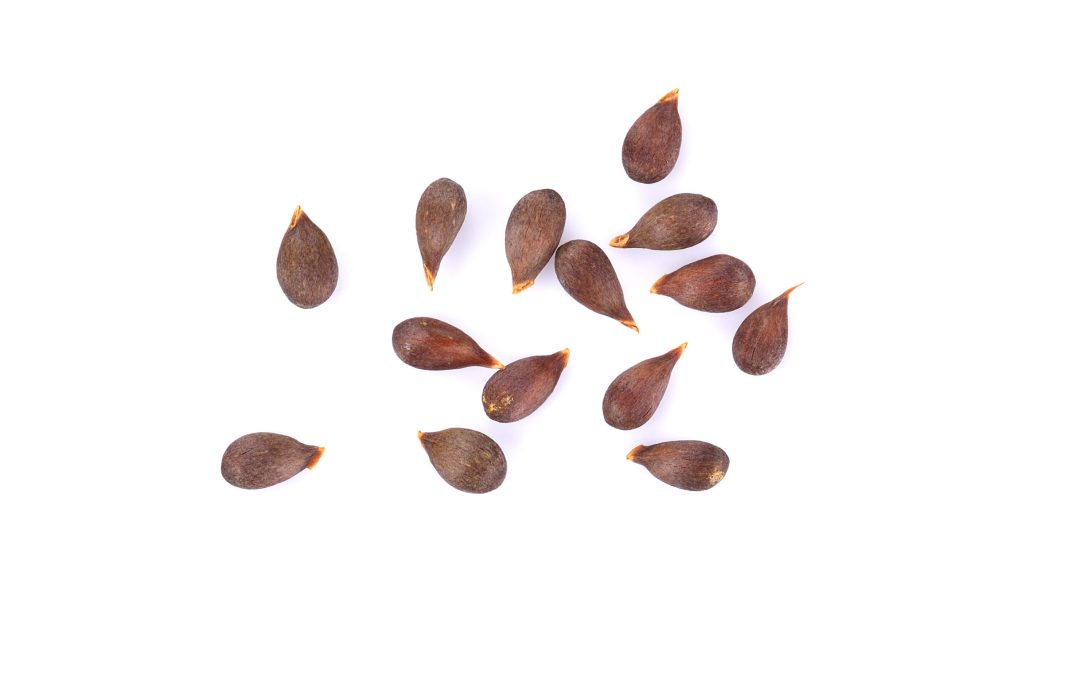 Week 5 – Apple Seed