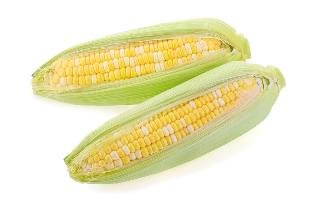 corn isolated on a white background